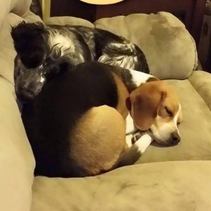 wedding updos billings mt